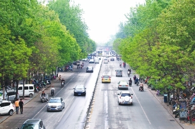 鄭州文化路將大修 798棵行道樹"咋辦"引關(guān)注