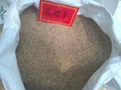鄭州價格合理的防塵草種廠家直銷 防塵抑沙護坡種子選購指南